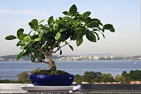 Bonsai: Cómo cuidar y cultivar en 5 pasos