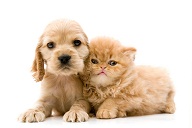 Cómo cuidar el Hogar de tus Mascotas