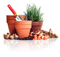 Cuidado de plantas en invierno y del viento