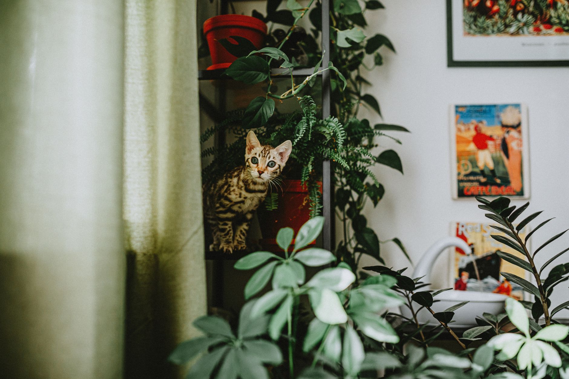 Un rincón acogedor con una cama para mascotas rodeada de plantas de interior seguras y no tóxicas, como helechos y palmas.
