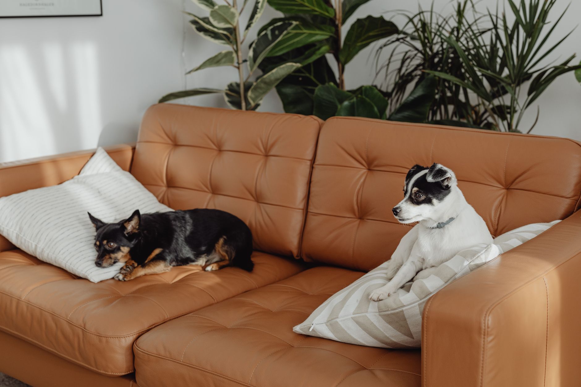 Hogares Pet-Friendly con Estilo: Integra a tus Mascotas en la Decoración sin Renunciar al Diseño