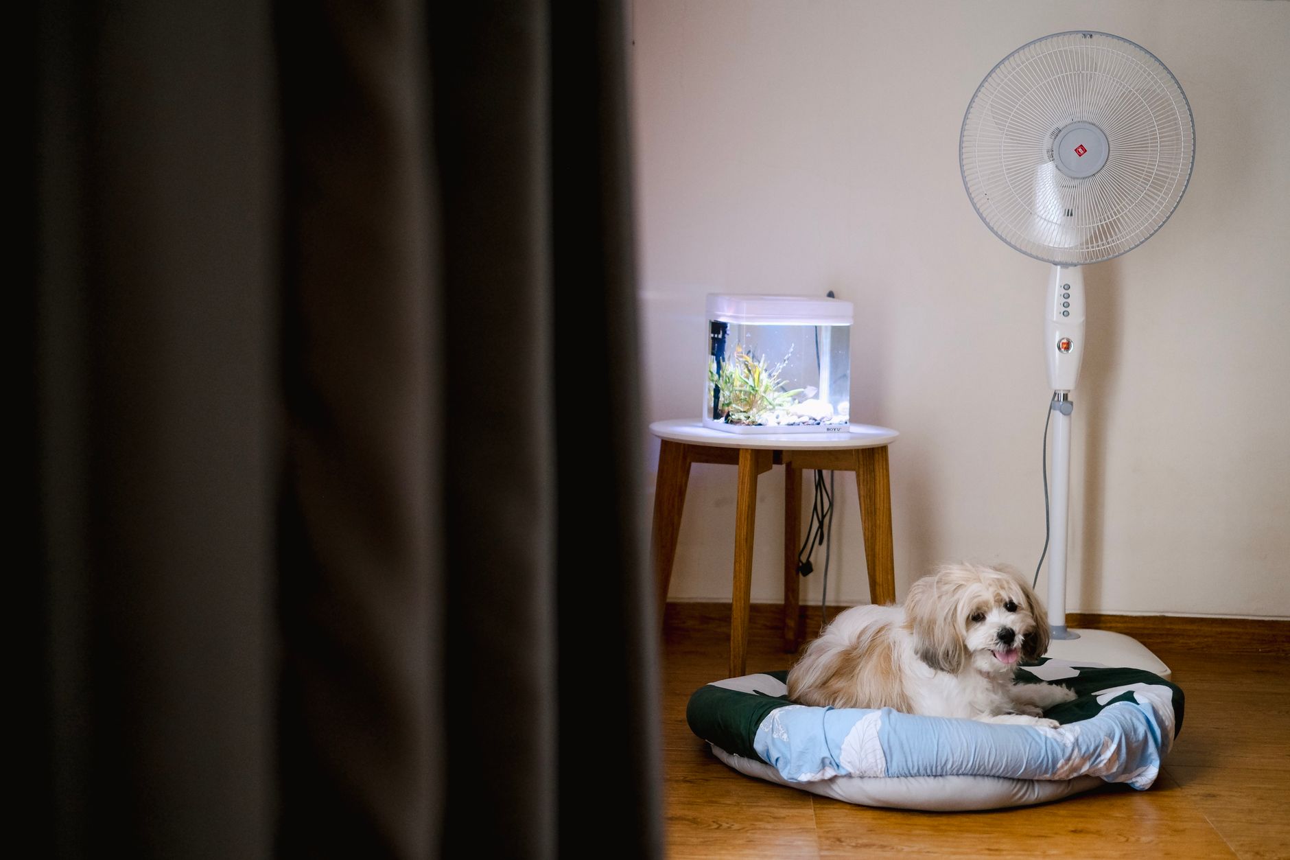 Cama para mascota con diseño elegante y contemporáneo, con funda de tela neutra, integrada armoniosamente en la decoración de un salón.